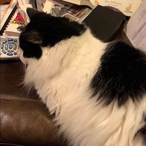 Meet your Posher, Abby